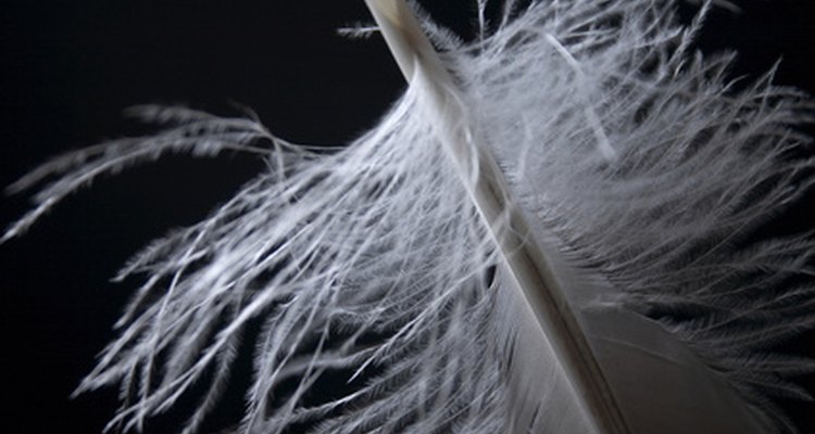 Ostrich feathers can be used in a variety of settings but may occassionally require cleaning.