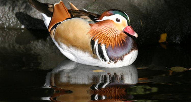 Mandarin ducks are one of the most colourful breeds of duck.