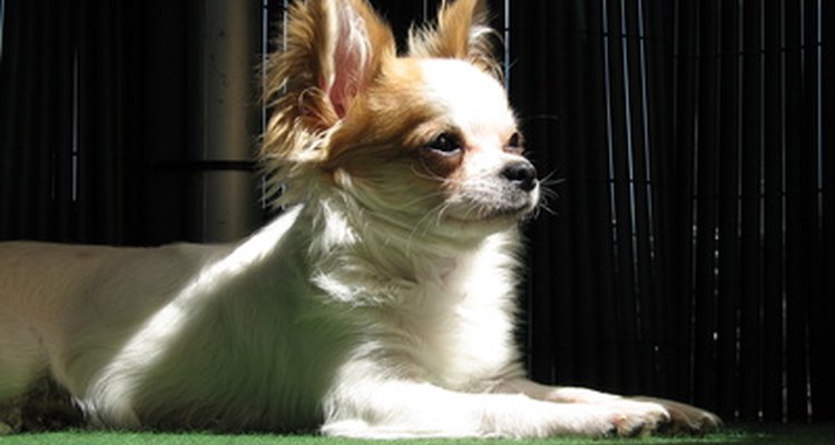 O Chihuahua é o segundo em popularidade dentre as raças de pequeno porte