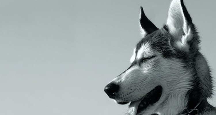 Los cachorros husky requieren dueños con personalidad firme.