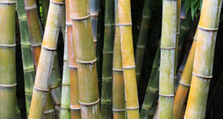 Bamboo