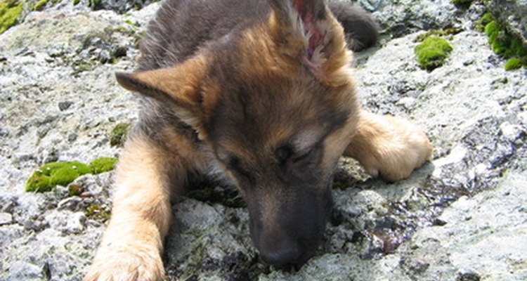 Remove the hair from a dog's ears at home.