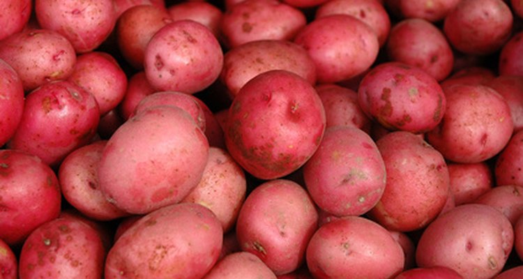 As batatas vermelhas geralmente são colhidas mais cedo do que as batatas russet