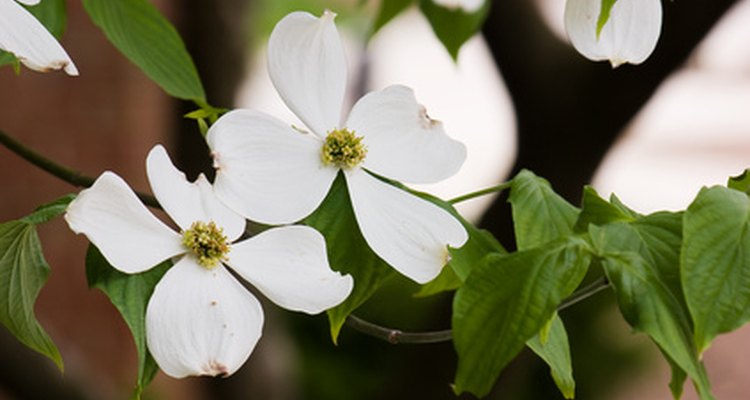The centres of the flowers consist of many small, circular shapes.