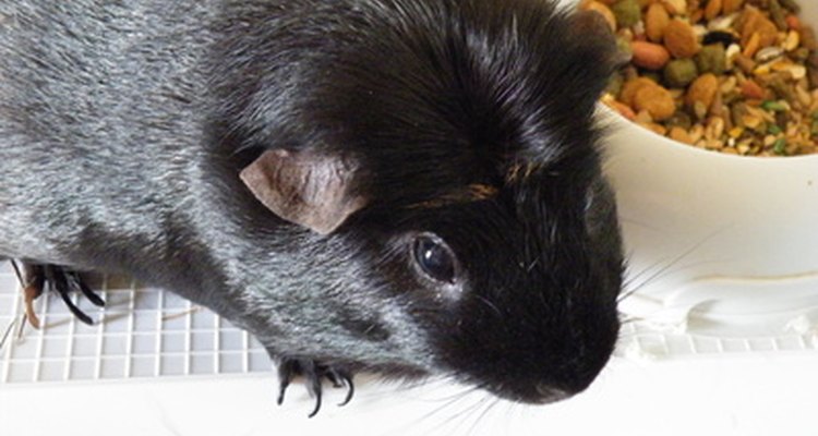 Guinea pigs with bladder cancer may exhibit a loss of appetite.