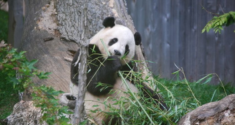 Al principio se pensaba que el oso panda era una especie de mapache.