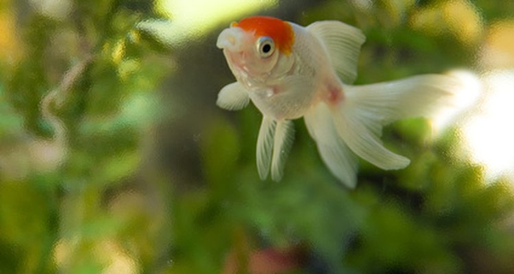 Las plantas vivas proporcionan seguridad a los peces.