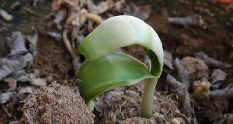 Clay soil is not impossible for fruit and nut trees, but you must choose proper varieties.