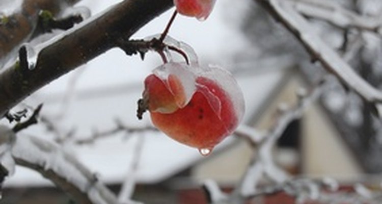 Dormant apple tree in winter with a few remaining fruit.