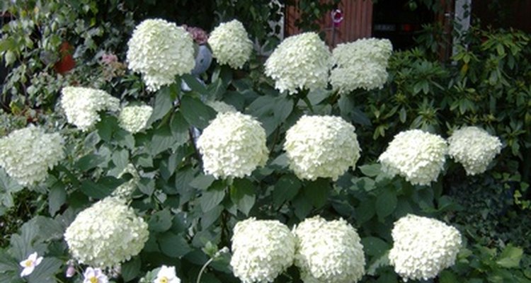Hydrangeas are known for changing the colour of their blooms due to the acidity of the soil.