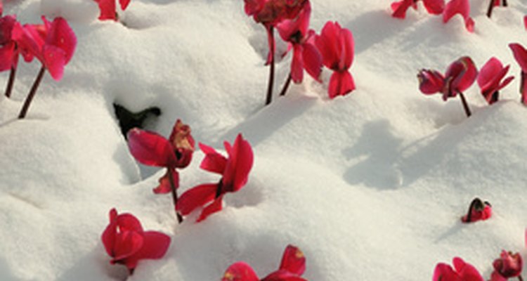 El cyclamen florece incluso através de la nieve pesada.