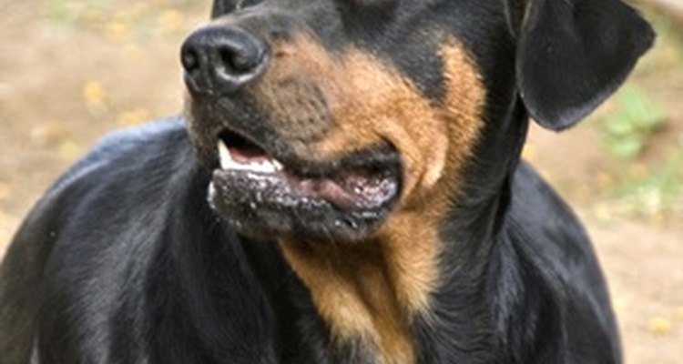 Uma cadela no cio atrai os machos, o que torna necessário disfarçar seu odor