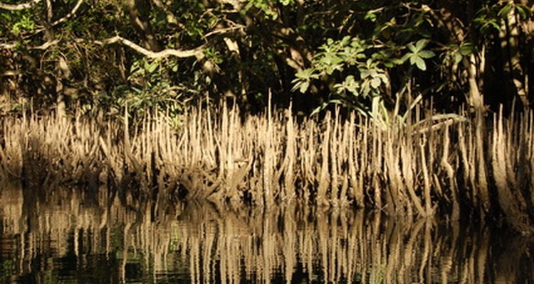 El mangle blanco crece cerca de la costa y en el agua.