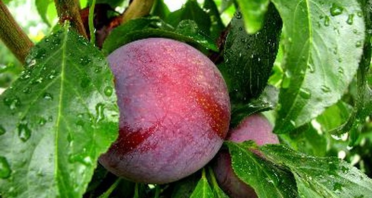 Plum trees, which produce stone fruit, are related to peaches, nectarines and apricots.