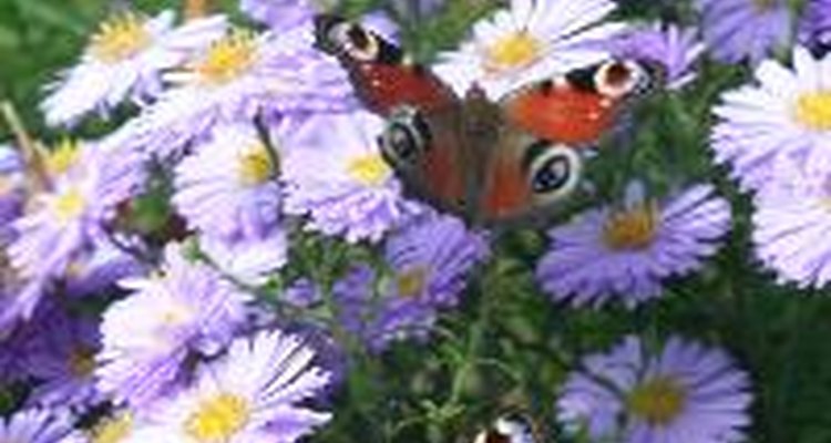 Remove caterpillars carefully and enjoy the beauty of butterflies.