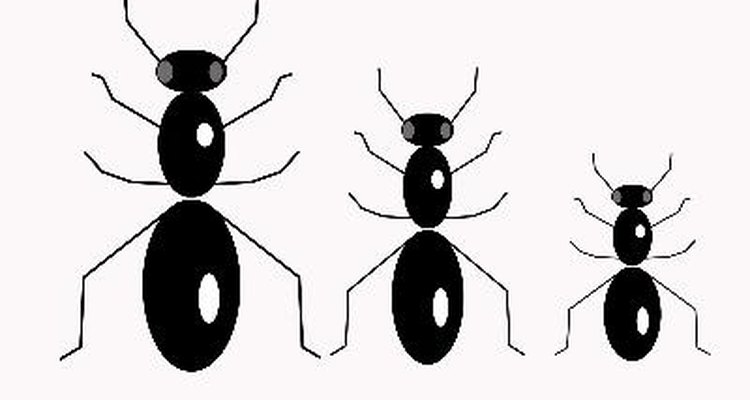 ¿Cómo se comunican las hormigas?