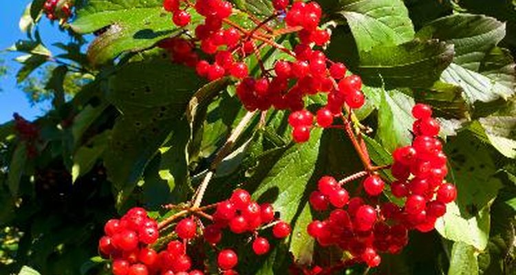 Viburnums bring colourful berries to the fall landscape.