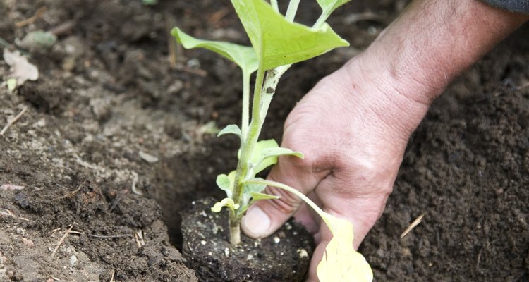 Soil infiltration can affect plant growth.