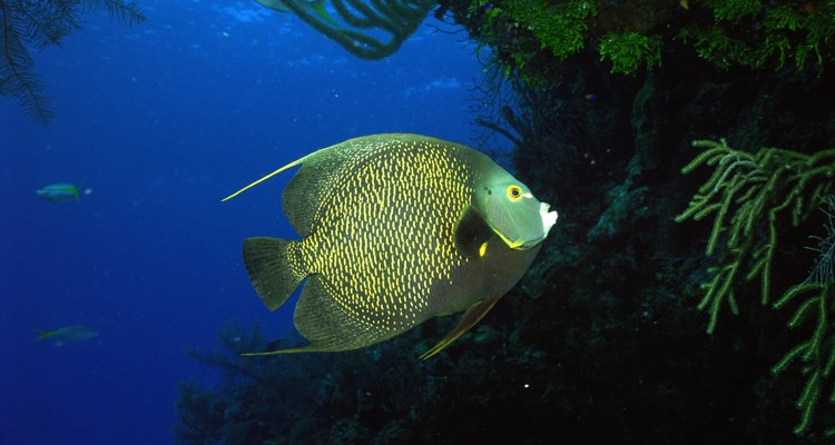 El ángel francés es un pez de agua salada que se encuentra en arrecifes poco profundos en el Atlántico oriental y occidental.