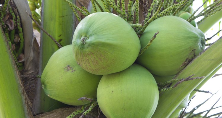 Coconuts Hanging on Palm Tree