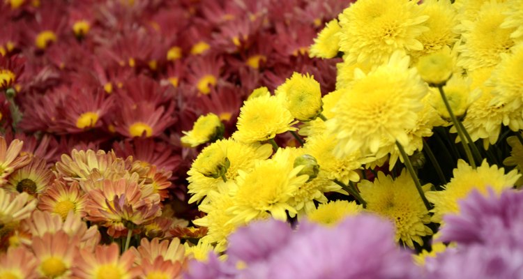 Mums of Many Colors