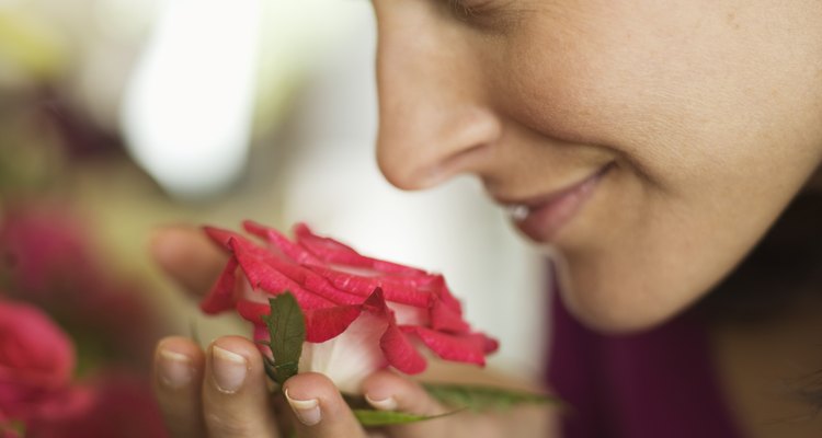 Cada variedad de rosa desprende un olor diferente, dependiendo del aceite que produzcan los pétalos.