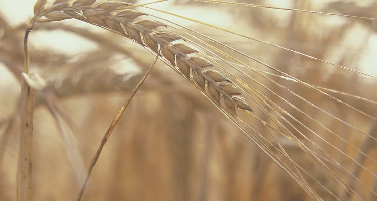 Los cereales de trigo son populares pero controvertidos.