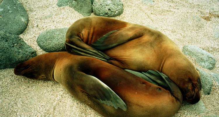 Veterinários de animais aquáticos fornecem cuidados médicos aos animais marinhos