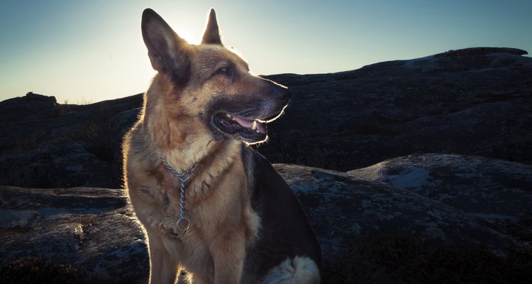 El perro que dio origen a esta raza difería en pelaje a los pastores alemán actuales.