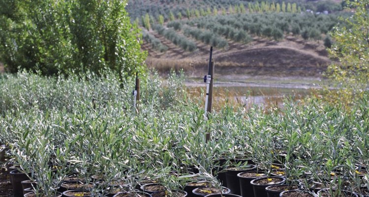 Las topiarias de olivo comienzan con árboles jóvenes en sus macetas de vivero.