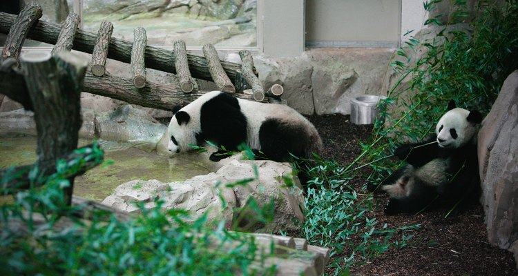 Pandas en un zoológico