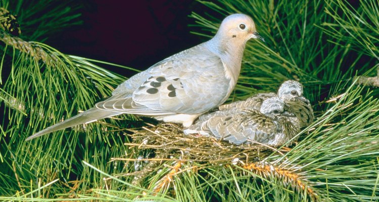 Las tórtolas hembra y macho tienen colores ligeramente distintos.