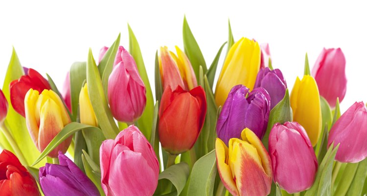 Cuidado de los tulipanes.