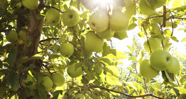 Los manzanos crecen mejor con un pH del suelo entre 5,0 y 7,0.