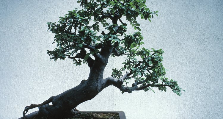 Puede tomar más de una década conseguir el aspecto adecuado de tu bonsai.