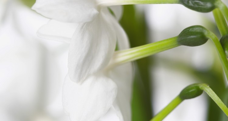 Los narcisos blancos perfuman una habitación con su fragancia cuando crecen en interiores.