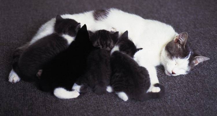 Puedes preparar un sustituto de la leche para gatitos recien nacidos que no puedan recibir alimento de su madre.