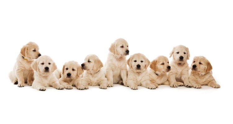 Los perros por lo general no tienen problemas para parir una camada, pero debes saber cómo ayudar a la madre.