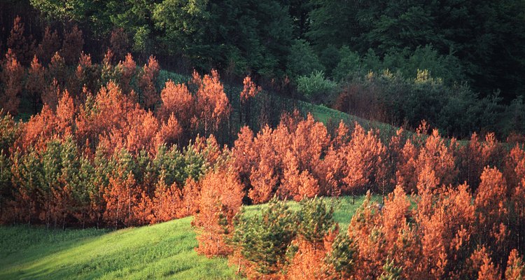Larch needles, whether on weeping or upright-growing varieties, turn golden-yellow and fall off in autumn.