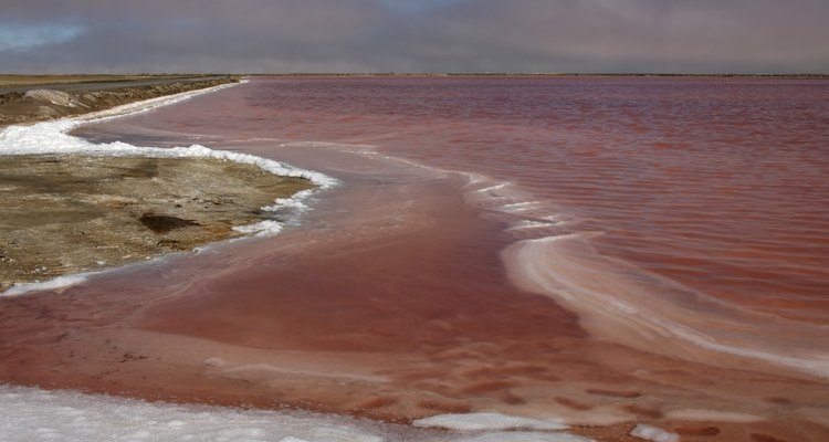 Las mareas rojas se producen a causa de un subproducto tóxico que se libera por el crecimiento excesivo de las algas marinas.