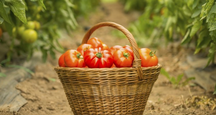 Cesta com tomates colhidos
