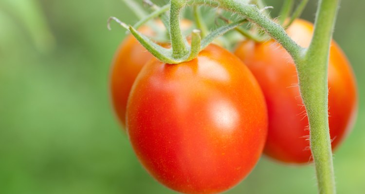 Tomatoes grow