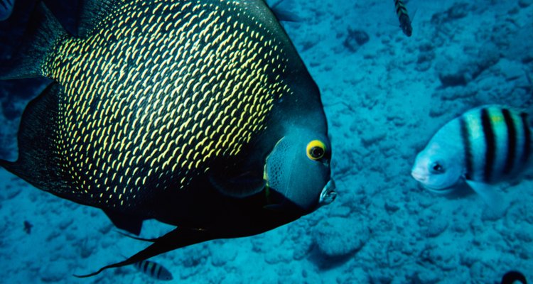 El pez ángel francés es uno de los peces ángel de agua salada más comunes para acuario.