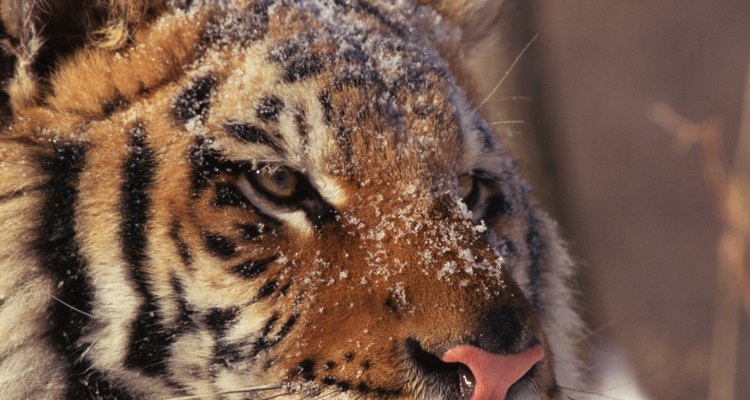 El tigre de Siberia está en gran peligro debido a la caza furtiva.