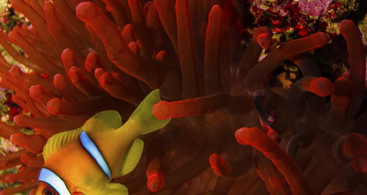 Clownfish next to a vivid red anemone