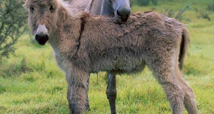 Your donkey will be quieter with a buddy.