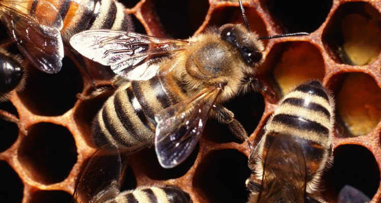 A geleia real é produzida pelas abelhas jovens para alimentar a rainha e as larvas