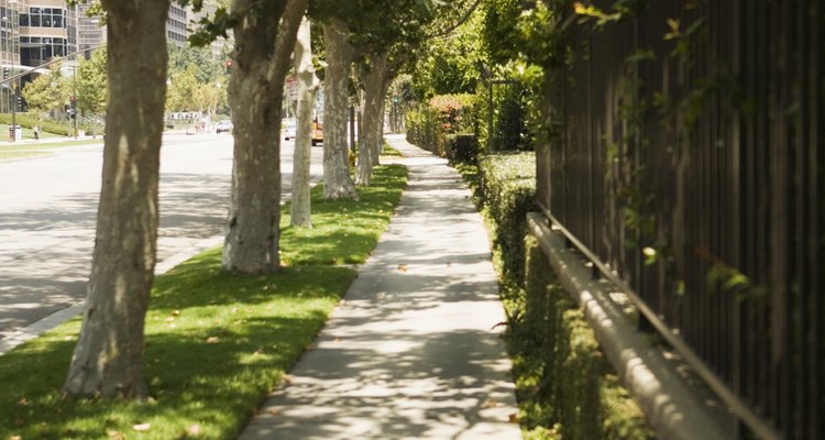 Trees and fences should be kept separate when possible.