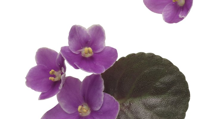 As folhas de violetas africanas deverão ser verde-escuras com uma penugem fina, sem pó branco