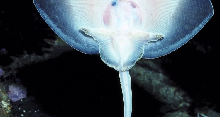 There are many ways to cook a skate.